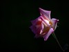 [2017年第三帖]月季花