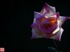 [2017年第三帖]月季花