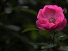 蔷薇花一组--祝贺晚之秋荣任5DS星空(中国)版主，祝5DS星空(中国)红红火火----