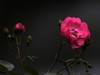 蔷薇花一组--祝贺晚之秋荣任5DS星空(中国)版主，祝5DS星空(中国)红红火火----