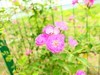 周末出门，微距拍花