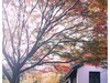 惠山秋色
