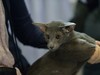 2015广州宠物节---猫猫