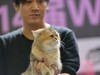 2015广州宠物节---猫猫