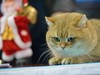 2015广州宠物节---猫猫