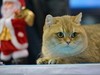 2015广州宠物节---猫猫