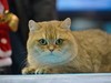 2015广州宠物节---猫猫