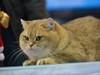 2015广州宠物节---猫猫