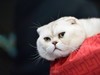 2015广州宠物节---猫猫