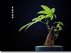 养花草趣事