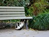 公园里的可爱小猫 6P