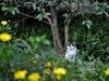 公园里的可爱小猫 6P