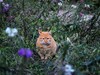 公园里的可爱小猫 6P