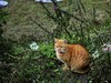 公园里的可爱小猫 6P