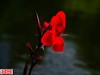 花卉[十二]美人蕉