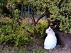 公园里的可爱小猫 6P