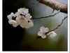 乌海的春花