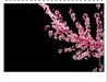 乌海的春花
