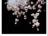 乌海的春花