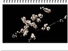 乌海的春花