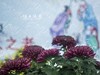 菊魅