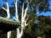 冬游团城
