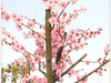 卡片转M3新手试机  四川广安城北河边油菜花