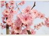 卡片转M3新手试机  四川广安城北河边油菜花