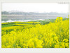 卡片转M3新手试机  四川广安城北河边油菜花
