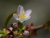 花团锦簇蜜蜂儿忙