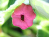 花团锦簇蜜蜂儿忙