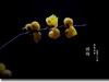 腊梅花开