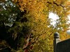 山深境幽，古树禅心！