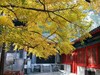 山深境幽，古树禅心！