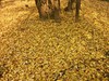 山深境幽，古树禅心！