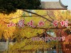 山深境幽，古树禅心！