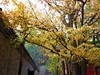 山深境幽，古树禅心！