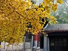 山深境幽，古树禅心！