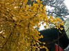 山深境幽，古树禅心！