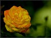 月季花
