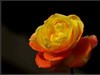 月季花