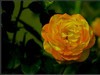 月季花