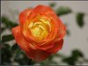 月季花