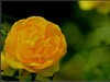 月季花