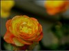 月季花