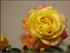 月季花