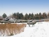 公园雪景