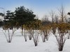 公园雪景