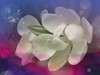 花非花