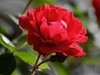月季与芍药花影